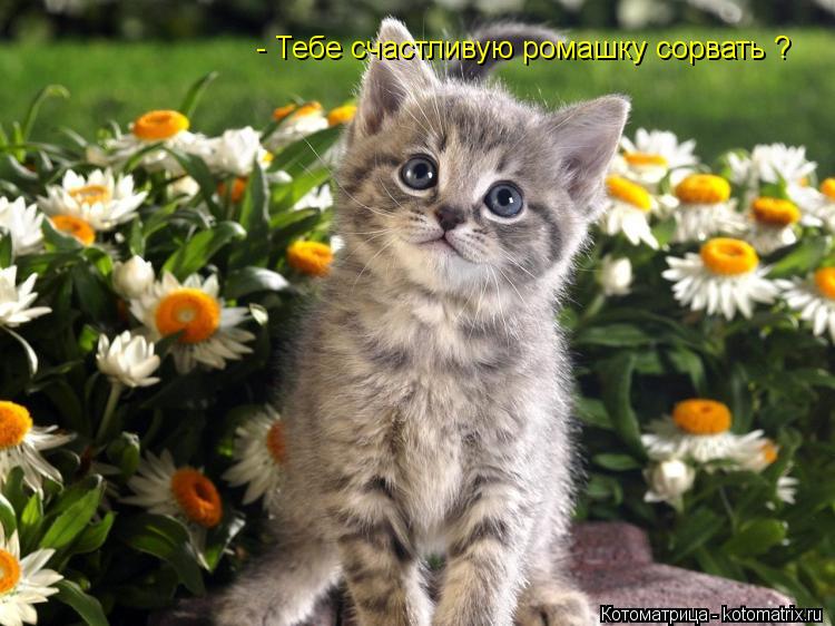 - Тебе счастливую ромашку сорвать ?... Котоматрица: - Тебе счастливую ромашку сорвать ?