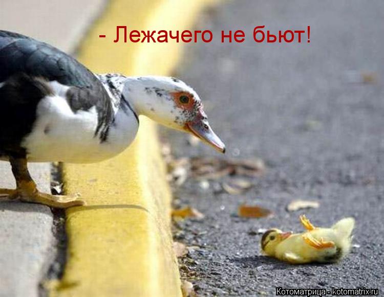 - Лежачего не бьют!... Котоматрица: - Лежачего не бьют!