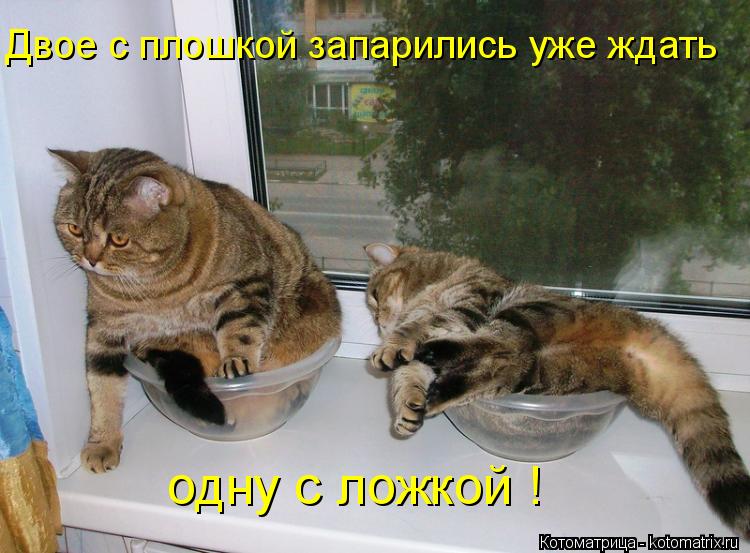 Двое с плошкой запарились уже ждать одну с ложкой !... Котоматрица: Двое с плошкой запарились уже ждать одну с ложкой !