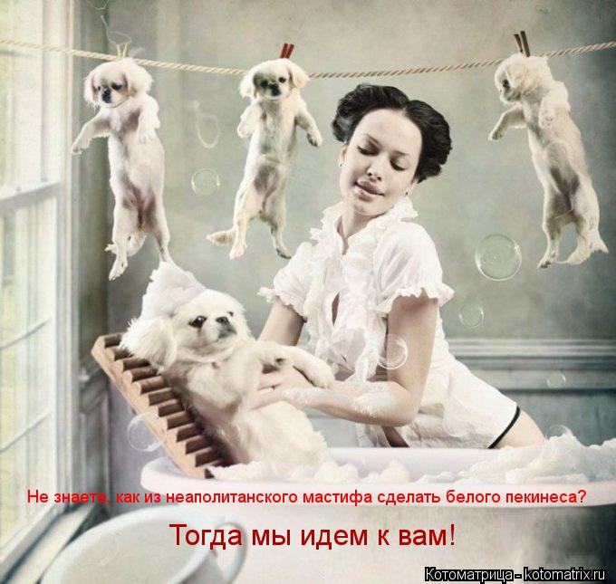 Тогда мы идем к вам! Не знаете, как из неаполитанского мастифа сделать белого пекинеса?... Котоматрица: Тогда мы идем к вам! Не знаете, как из неаполитанского мастифа сделать белого пекинеса?