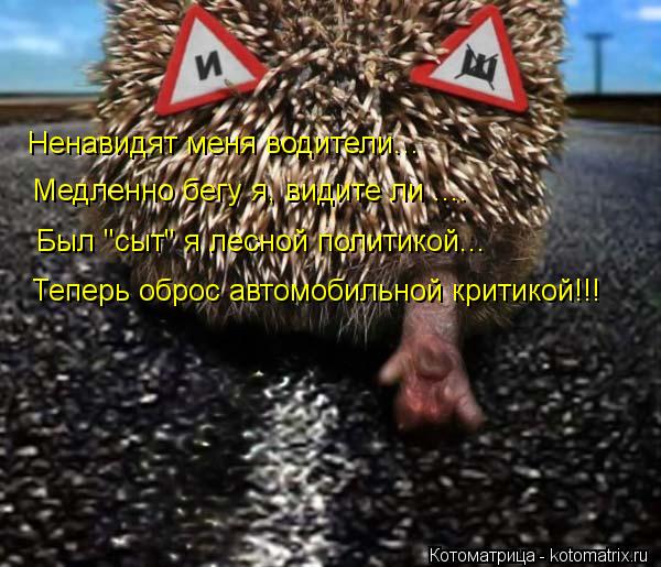 Ненавидят меня водители... Медленно бегу я, видите ли .... Был "сыт" я лесной политикой... Теперь обр... Котоматрица: Ненавидят меня водители... Медленно бегу я, видите ли .... Был "сыт" я лесной политикой... Теперь оброс автомобильной критикой!!!