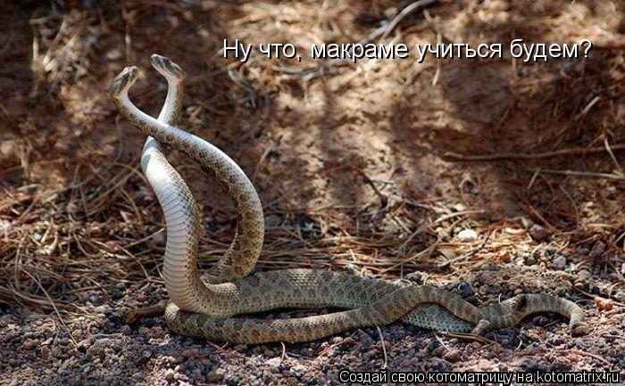 Ну что, макраме учиться будем?... Котоматрица: Ну что, макраме учиться будем?