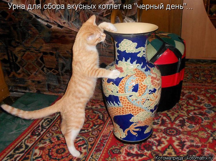Урна для сбора вкусных котлет на "черный день"...... Котоматрица: Урна для сбора вкусных котлет на "черный день"...