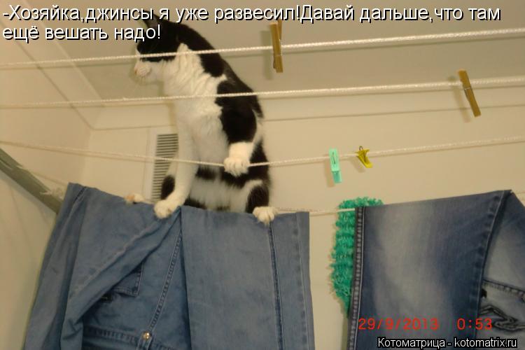 -Хозяйка,джинсы я уже развесил!Давай дальше,что там ещё вешать надо!... Котоматрица: -Хозяйка,джинсы я уже развесил!Давай дальше,что там ещё вешать надо!