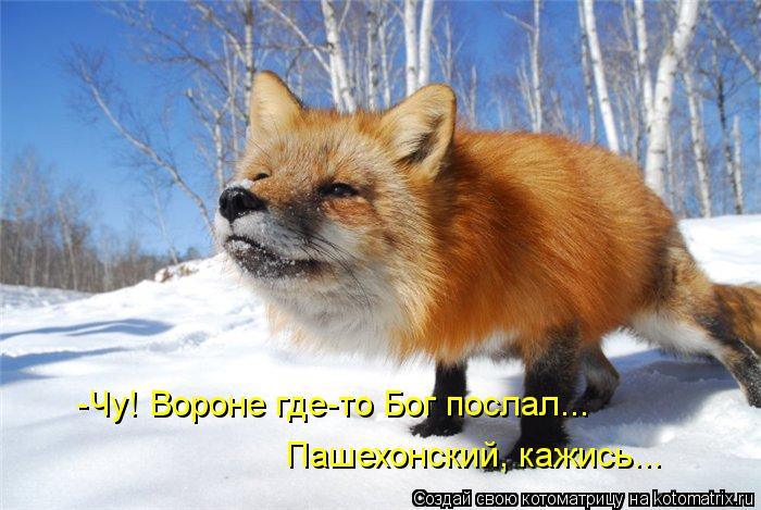 -Чу! Вороне где-то Бог послал... Пашехонский, кажись...... Котоматрица: -Чу! Вороне где-то Бог послал... Пашехонский, кажись...