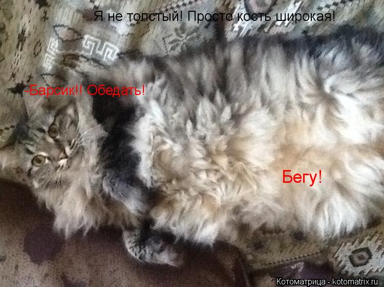 Я не толстый! Просто кость широкая! -Барсик!! Обедать! Бегу!... Котоматрица: Я не толстый! Просто кость широкая! -Барсик!! Обедать! Бегу!