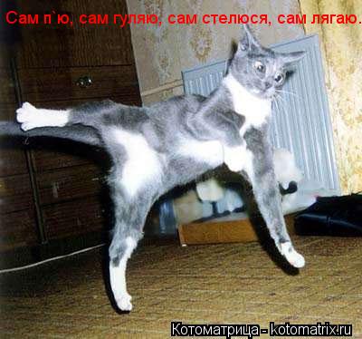 Сам п`ю, сам гуляю, сам стелюся, сам лягаю.... Котоматрица: Сам п`ю, сам гуляю, сам стелюся, сам лягаю.