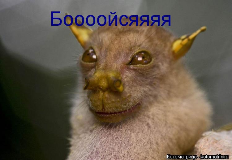Боооойсяяяя... Котоматрица: Боооойсяяяя