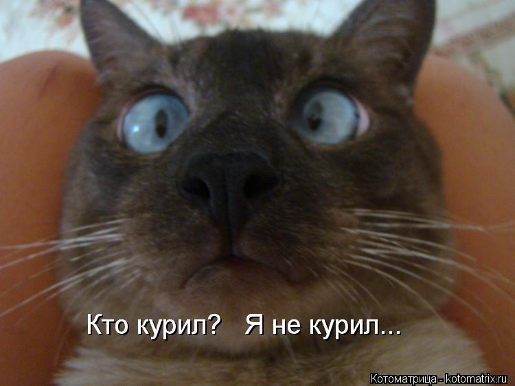 Кто курил? Я не курил... Кто курил? Я не курил...... Котоматрица: Кто курил? Я не курил... Кто курил? Я не курил...