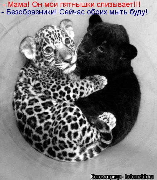 - Мама! Он мои пятнышки слизывает!!! - Безобразники! Сейчас обоих мыть буду!... Котоматрица: - Мама! Он мои пятнышки слизывает!!! - Безобразники! Сейчас обоих мыть буду!