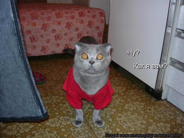 -Ну? Как я вам?... Котоматрица: -Ну? Как я вам?
