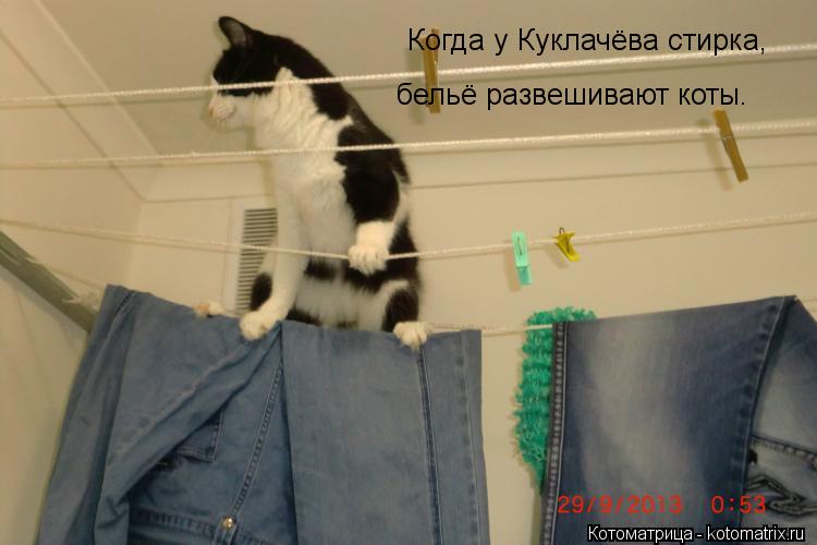 Когда у Куклачёва стирка, бельё развешивают коты.... Котоматрица: Когда у Куклачёва стирка, бельё развешивают коты.