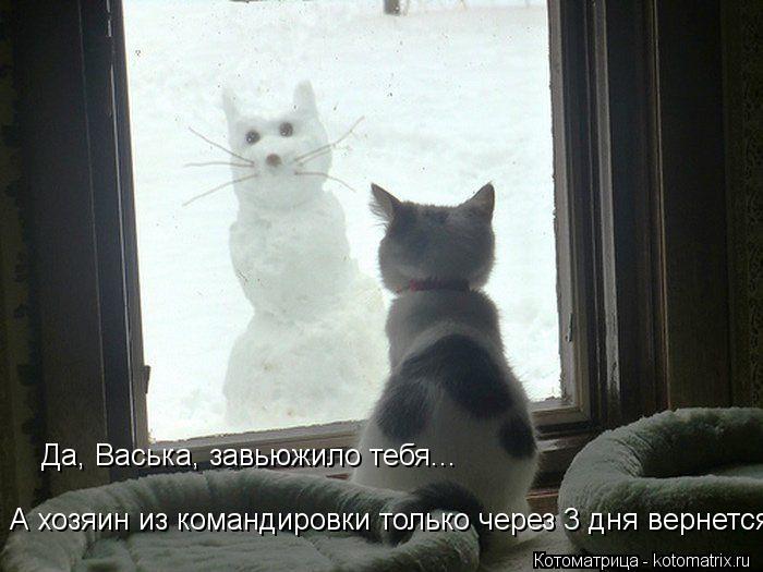 Да, Васька, завьюжило тебя... А хозяин из командировки только через 3 дня вернется.... Котоматрица: Да, Васька, завьюжило тебя... А хозяин из командировки только через 3 дня вернется.