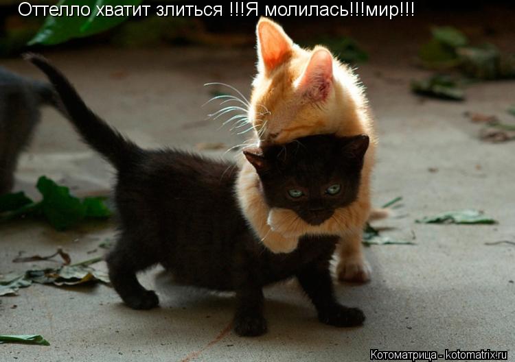 Оттелло хватит злиться !!!Я молилась!!!мир!!!... Котоматрица: Оттелло хватит злиться !!!Я молилась!!!мир!!!