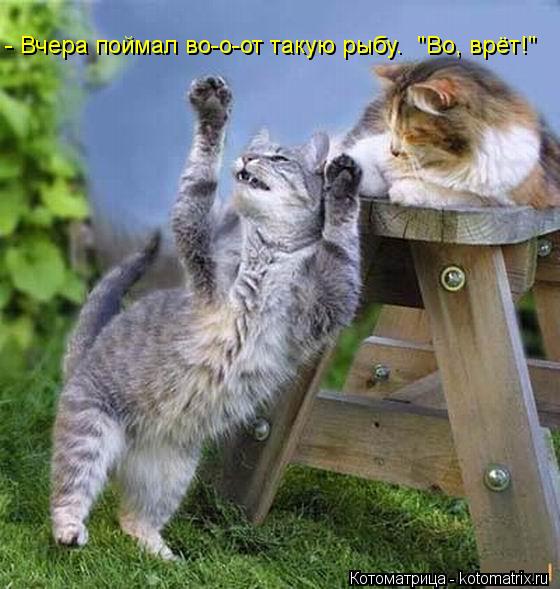 - Вчера поймал во-о-от такую рыбу. "Во, врёт!"... Котоматрица: - Вчера поймал во-о-от такую рыбу. "Во, врёт!"