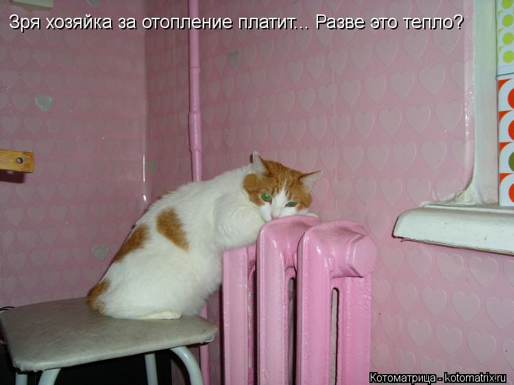 Зря хозяйка за отопление платит... Разве это тепло?... Котоматрица: Зря хозяйка за отопление платит... Разве это тепло?