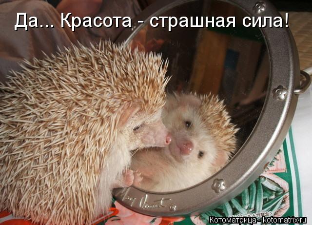 Да... Красота - страшная сила!... Котоматрица: Да... Красота - страшная сила!
