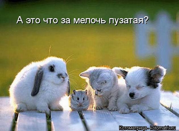 А это что за мелочь пузатая?... Котоматрица: А это что за мелочь пузатая?