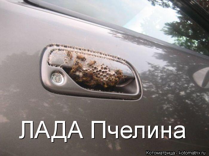 ЛАДА Пчелина... Котоматрица: ЛАДА Пчелина