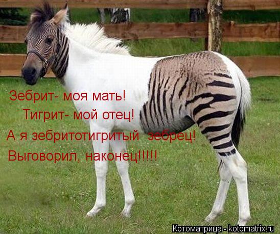 Зебрит- моя мать! Тигрит- мой отец! А я зебритотигритый зебрец! Выговорил, наконец!!!!!... Котоматрица: Зебрит- моя мать! Тигрит- мой отец! А я зебритотигритый зебрец! Выговорил, наконец!!!!!