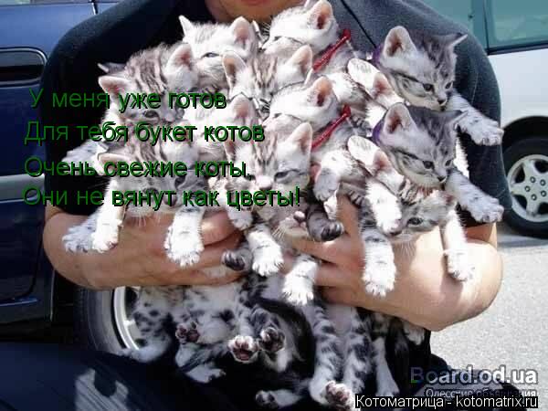 У меня уже готов Для тебя букет котов Очень свежие коты, Они не вянут как цветы!... Котоматрица: У меня уже готов Для тебя букет котов Очень свежие коты, Они не вянут как цветы!