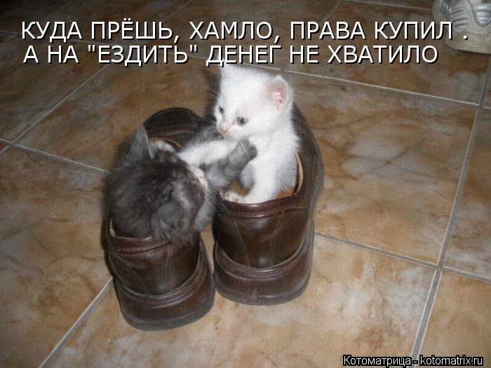 КУДА ПРЁШЬ, ХАМЛО, ПРАВА КУПИЛ . А НА "ЕЗДИТЬ" ДЕНЕГ НЕ ХВАТИЛО... Котоматрица: КУДА ПРЁШЬ, ХАМЛО, ПРАВА КУПИЛ . А НА "ЕЗДИТЬ" ДЕНЕГ НЕ ХВАТИЛО