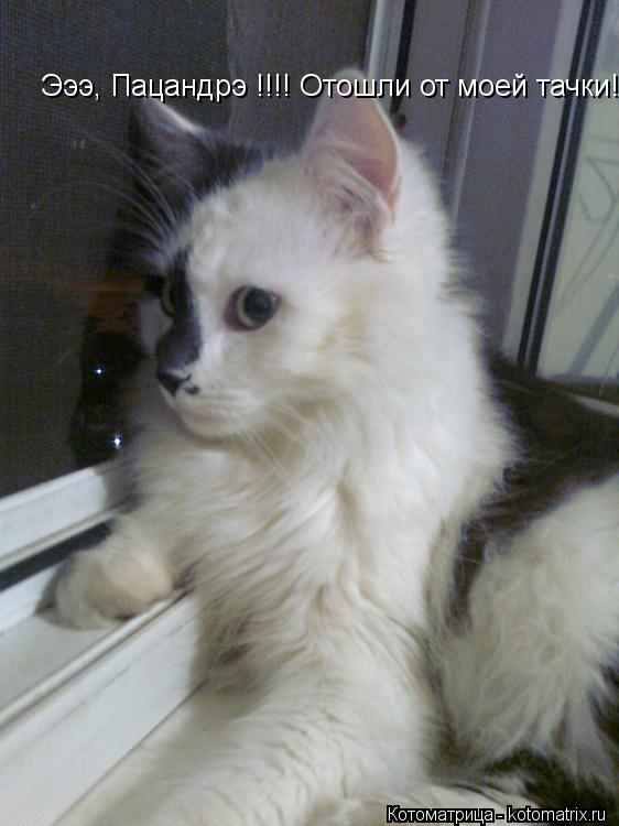 Эээ, Пацандрэ !!!! Отошли от моей тачки!!!... Котоматрица: Эээ, Пацандрэ !!!! Отошли от моей тачки!!!