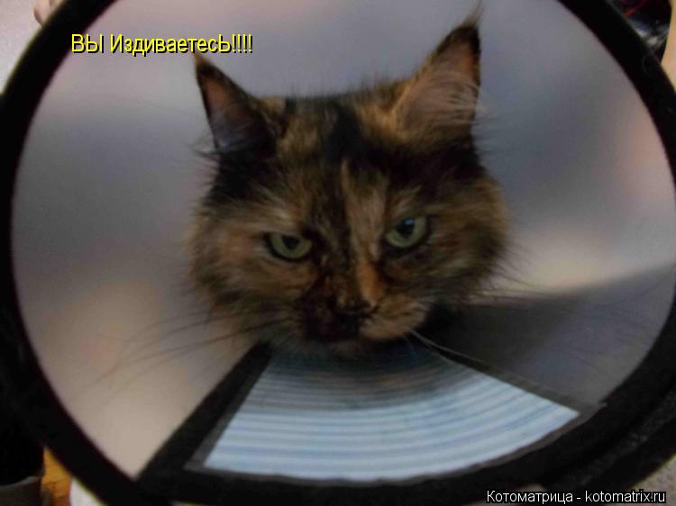 ВЫ ИздиваетесЬ!!!!... Котоматрица: ВЫ ИздиваетесЬ!!!!