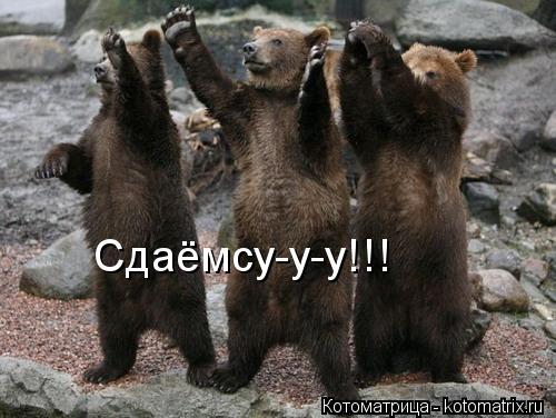Сдаёмсу-у-у!!!... Котоматрица: Сдаёмсу-у-у!!!