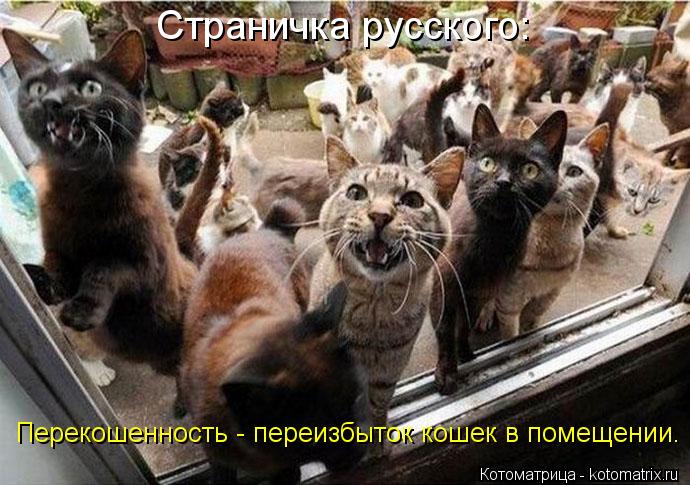 Котоматрица: Страничка русского: Перекошенность - переизбыток кошек в помещении.