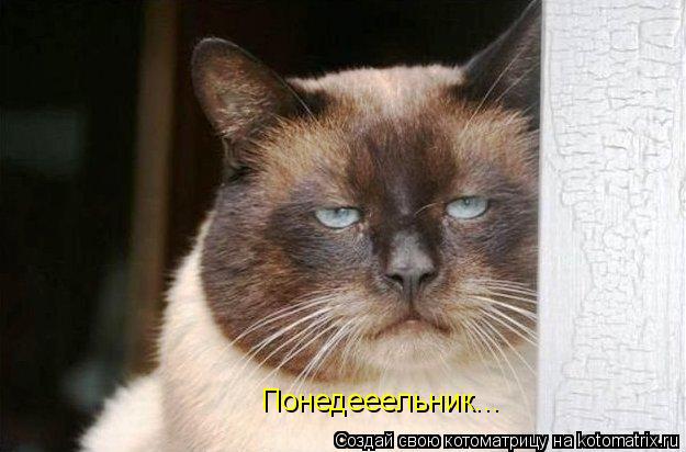 Понедееельник...... Котоматрица: Понедееельник...