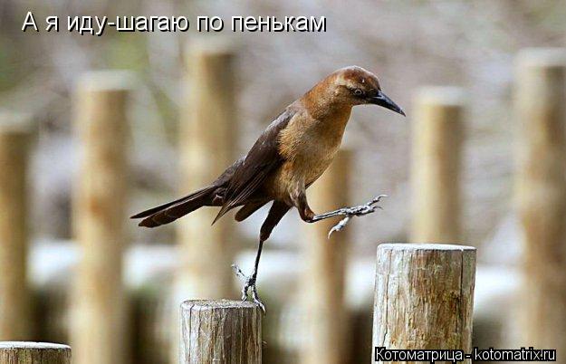 А я иду-шагаю по пенькам... Котоматрица: А я иду-шагаю по пенькам