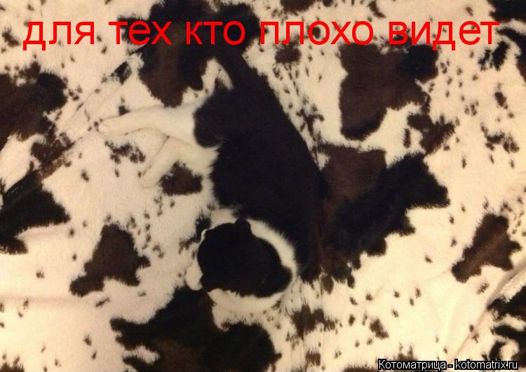 для тех кто плохо видет... Котоматрица: для тех кто плохо видет