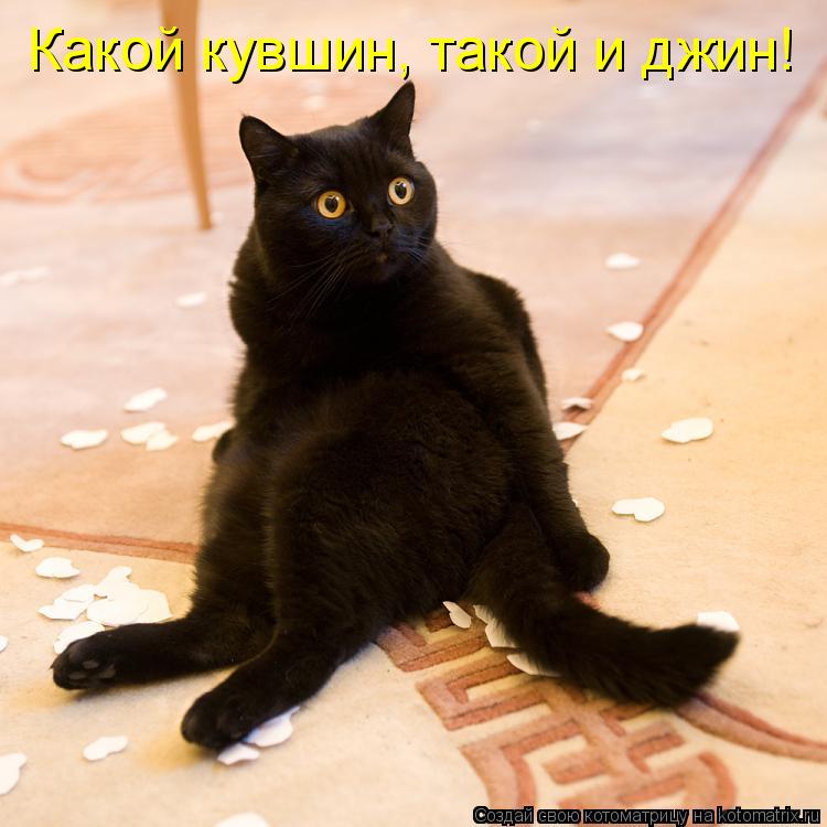 Какой кувшин, такой и джин!... Котоматрица: Какой кувшин, такой и джин!