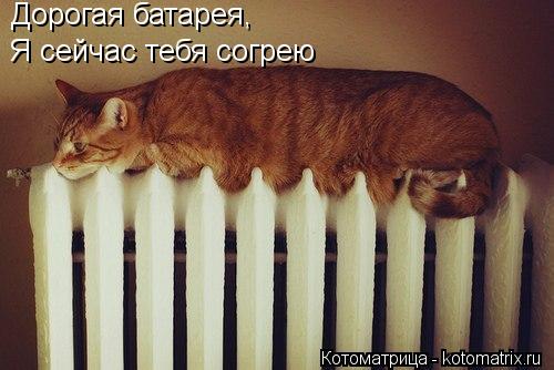 Дорогая батарея, Я сейчас тебя согрею... Котоматрица: Дорогая батарея, Я сейчас тебя согрею
