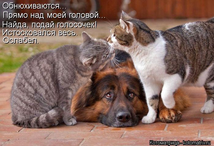 Обнюхиваются... Прямо над моей головой... Найда, подай голосочек! Истосковался весь. Ослабел.... Котоматрица: Обнюхиваются... Прямо над моей головой... Найда, подай голосочек! Истосковался весь. Ослабел.