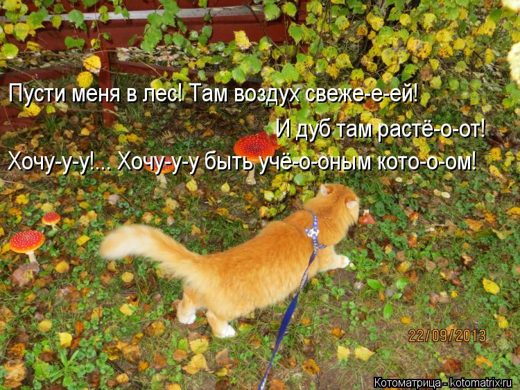 Пусти меня в лес! Там воздух свеже-е-ей! И дуб там растё-о-от! Хочу-у-у!... Хочу-у-у быть учё-о-оным... Котоматрица: Пусти меня в лес! Там воздух свеже-е-ей! И дуб там растё-о-от! Хочу-у-у!... Хочу-у-у быть учё-о-оным кото-о-ом!