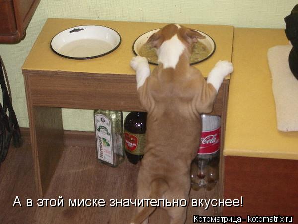 А в этой миске значительно вкуснее!... Котоматрица: А в этой миске значительно вкуснее!