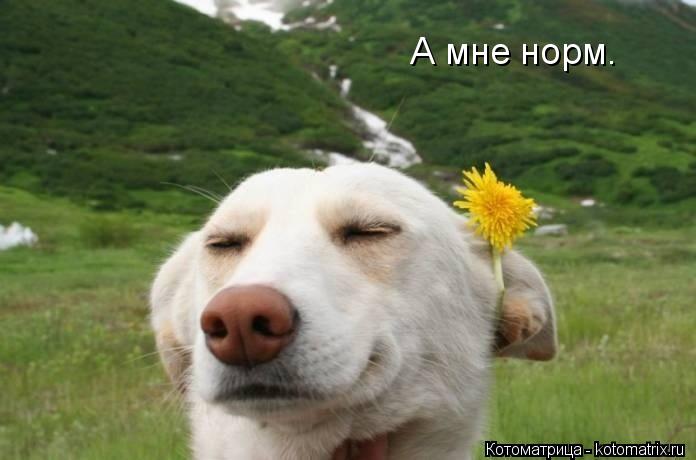 А мне норм.... Котоматрица: А мне норм.
