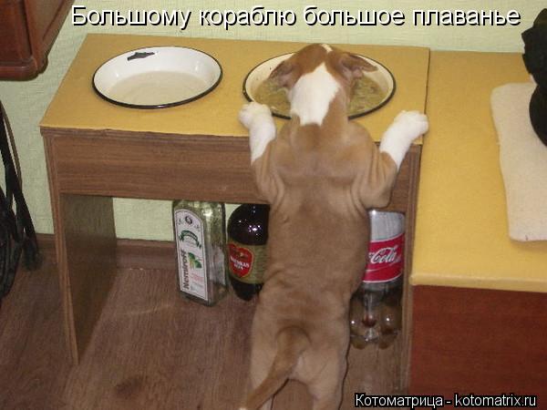 Большому кораблю большое плаванье... Котоматрица: Большому кораблю большое плаванье