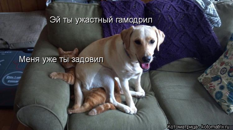 Эй ты ужастный гамодрил Меня уже ты задовил... Котоматрица: Эй ты ужастный гамодрил Меня уже ты задовил