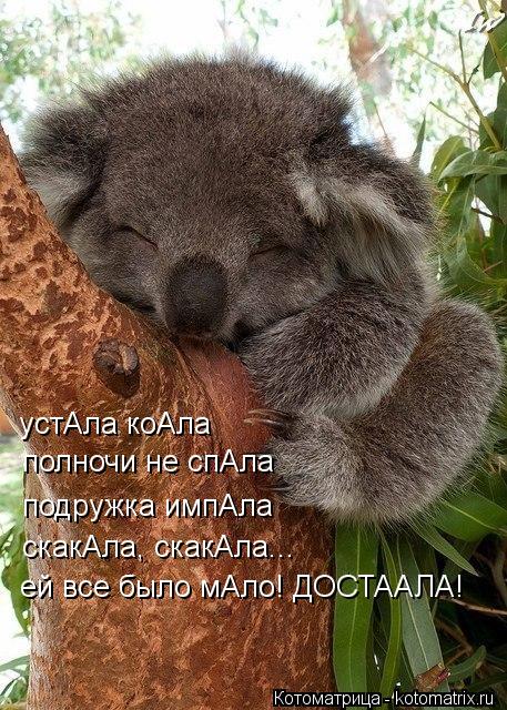 устАла коАла полночи не спАла подружка импАла скакАла, скакАла... ей все было мАло! ДОСТААЛА!... Котоматрица: устАла коАла полночи не спАла подружка импАла скакАла, скакАла... ей все было мАло! ДОСТААЛА!