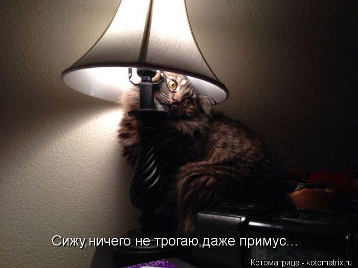 Сижу,ничего не трогаю,даже примус...... Котоматрица: Сижу,ничего не трогаю,даже примус...