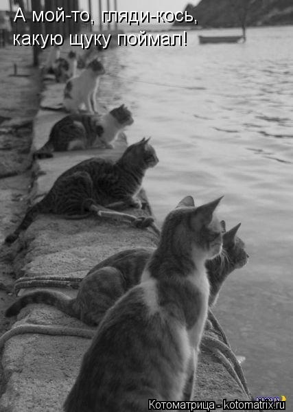 А мой-то, гляди-кось, какую щуку поймал!... Котоматрица: А мой-то, гляди-кось, какую щуку поймал!