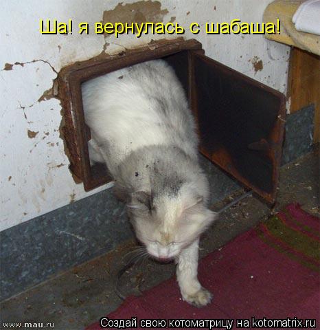 Котоматрица: Ша! я вернулась с шабаша!