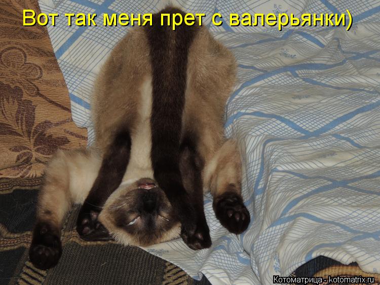 Вот так меня прет с валерьянки)... Котоматрица: Вот так меня прет с валерьянки)