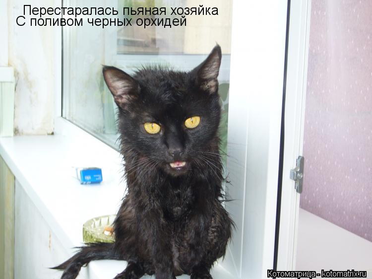 Котоматрица: Перестаралась пьяная хозяйка С поливом черных орхидей