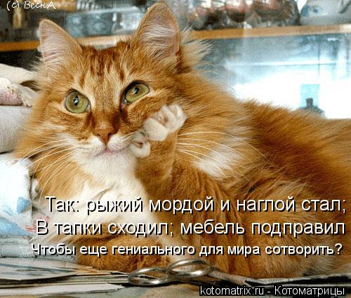 Так: рыжий мордой и наглой стал; В тапки сходил; мебель подправил Чтобы еще гениального для мира сотв... Котоматрица: Так: рыжий мордой и наглой стал; В тапки сходил; мебель подправил Чтобы еще гениального для мира сотворить?