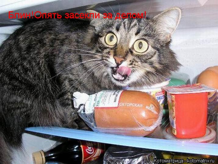 Блин!Опять засекли за делом!... Котоматрица: Блин!Опять засекли за делом!