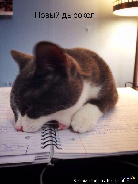 Котоматрица: Новый дырокол